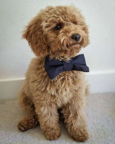 puppy with navy blue bowtie