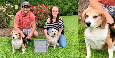 dog can't believe family adopted second dog