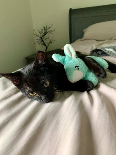 A black cat snuggles with a plush turquoise bunny toy.
