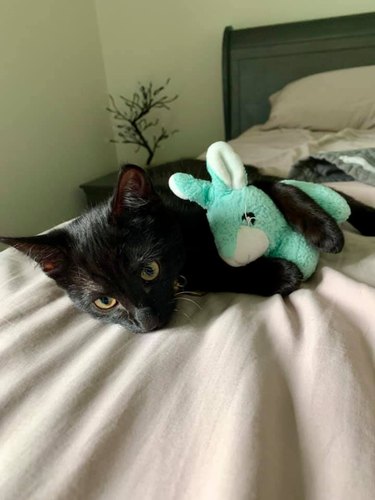 Cat hugging stuffed clearance animal