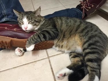 A cat sleeps on a person's loafer shoe.
