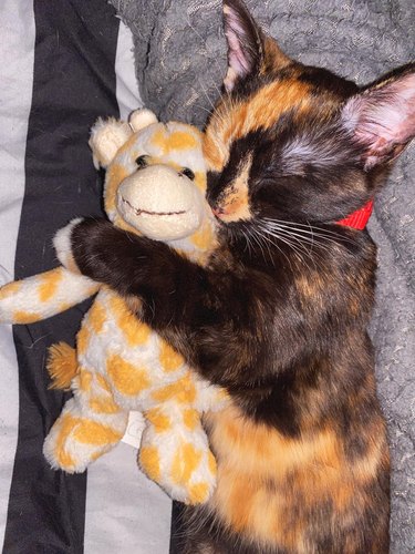 A sleeping cat holds a stuffed animal giraffe.