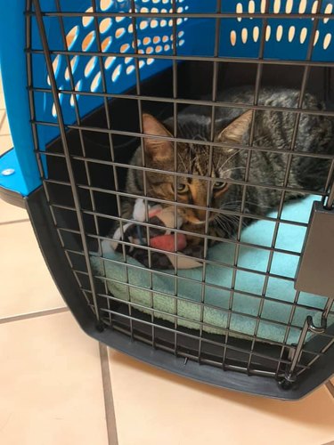 A cat is in a carrier with their favorite plush toy.