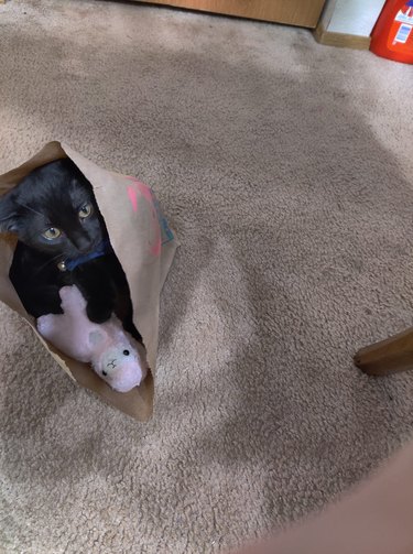 A black cat in paper bag holds their favorite pink llama toy.