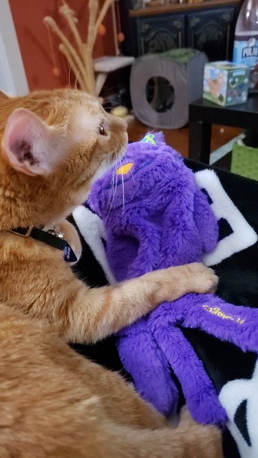 An orange cat holds a purple stuffed animal.