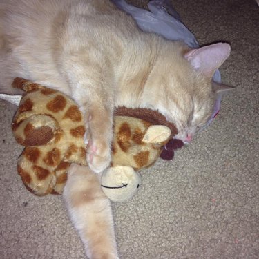 A cat sleeps with a plush giraffe.