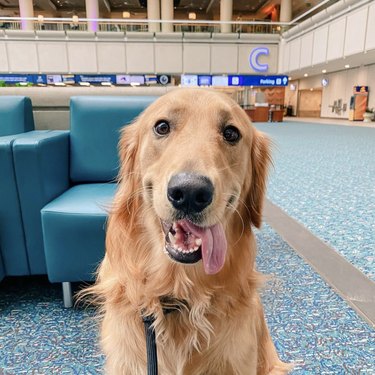 dog in the airport