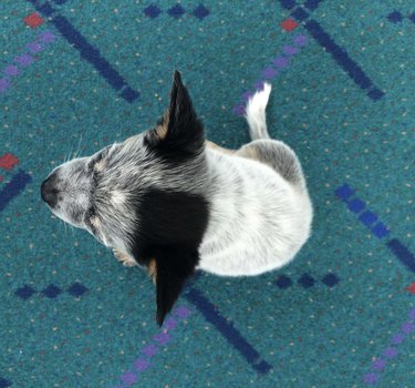 dog in airport