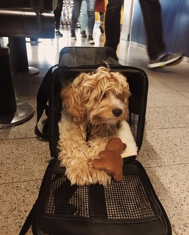 cockapoo in traveling bag