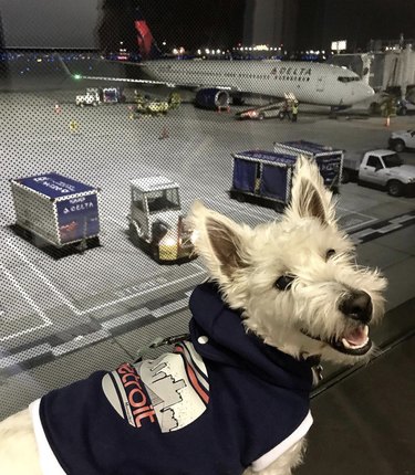 westie dog in airport