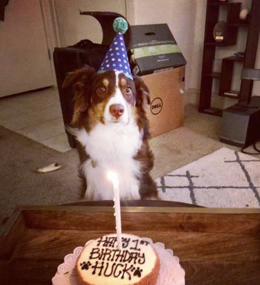 A dog is wearing a party hat and sitting at a table with a birthday cake.