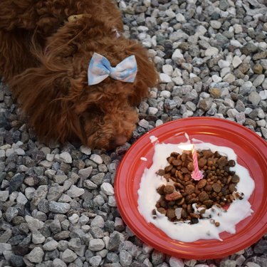 A dog is wearing a small bow in their fur and they are sniffing a plate of birthday kibble outside.