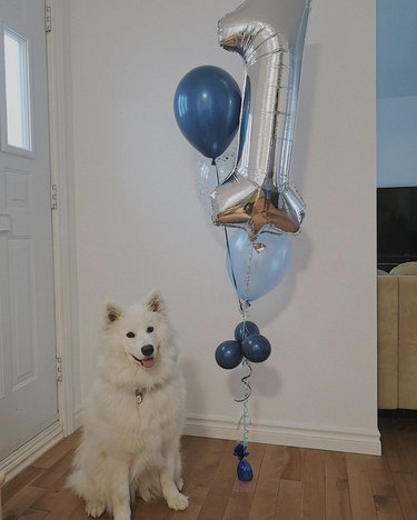 A dog is standing next to a balloon shaped like the number 1.