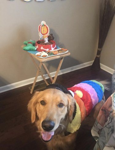 A dog is in rainbow birthday clothes and next to a table with birthday "cake".