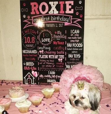 A shih tzu dog is wearing a tutu and sitting next to pink and white frosted cupcakes.