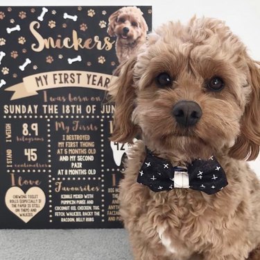 A dog named Snickers is wearing a bowtie and sitting next to their birthday info card.