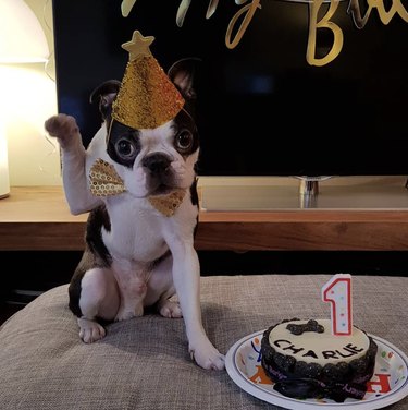 A Boston terrier is wearing a sparkly yellow birthday hat with a star, and raising their paw in the air, while sitting by a birthday cake.