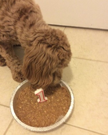 A cockapoo dog is eating their birthday "cake" with a number 1 candle.