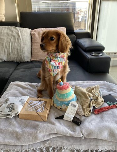 A cava doodle dog wearing a rainbow birthday letter bandana, sits with his birthday presents.