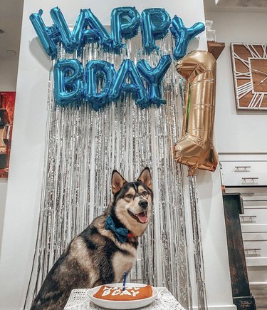 A happy husky dog with "happy bday" and 1 balloons.