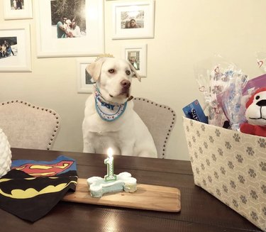 A dog is wearing a bandana and sitting at a table with a birthday cake bone.