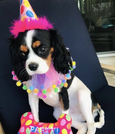 A dog is dressed up in rainbow party clothes for their birthday.