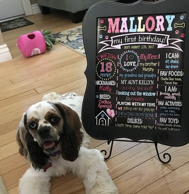 A dog is next to her birthday info card.