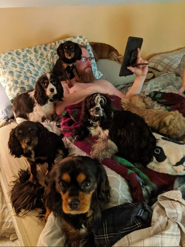lots of dogs on bed with person