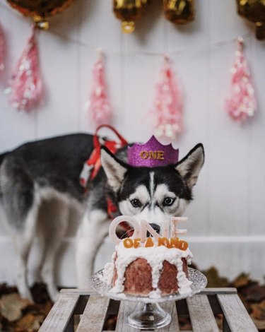 A husky puppy is in a party hat and sniffing a birthday "cake".