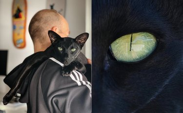 black cat with panther green eyes