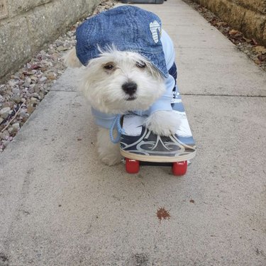 white dog on skateboard