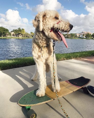 dog with tongue out on skateboard.