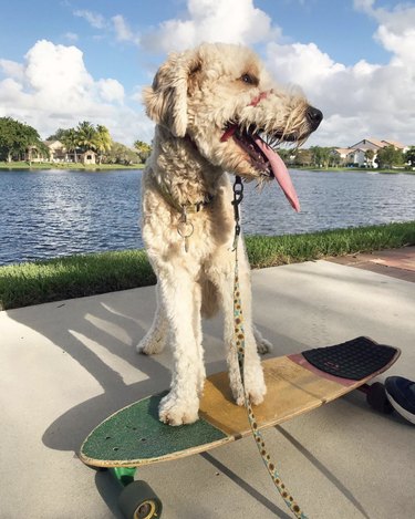 16 Dogs Riding Skateboards Better Than Humans | Cuteness