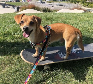 dog on skateboard.