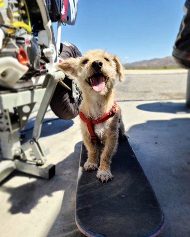 dog smiling on skateboard.