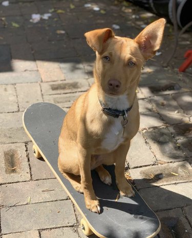 dog sitting on skateboard.