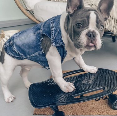 French bulldog in vest on skateboard.