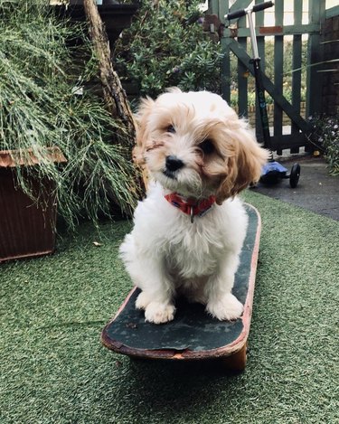 puppy on skateboard.