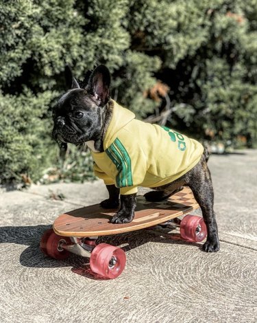 French bulldog in yellow sweatshirt on skateboard.