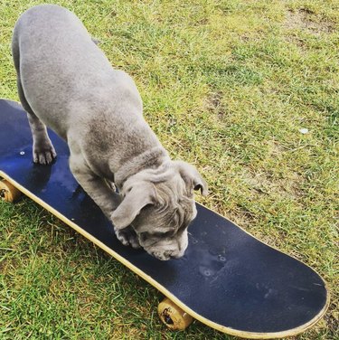 dog sniffing on skateboard.