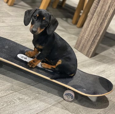 dachshund on skateboard.