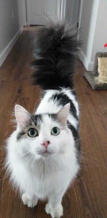 Cat with fluffy tail