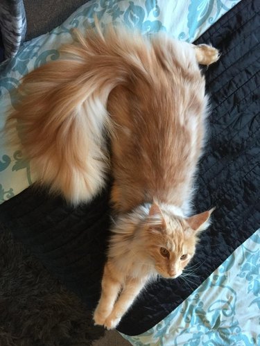 Cat with fluffy tail