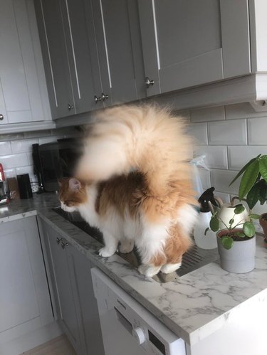 Cat with fluffy tail