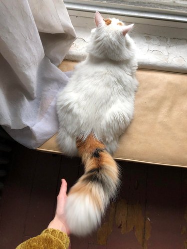 Cat with fluffy tail