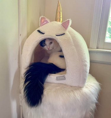 Cat with fluffy tail in a cat tower