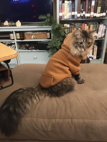 Cat with fluffy tail wearing hoodie