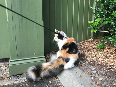 Cat with fluffy tail