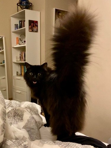 Cat with fluffy tail