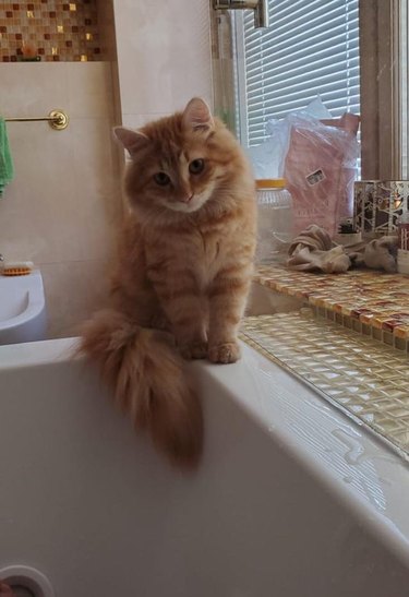 Cat with fluffy tail sitting by side of bathtub